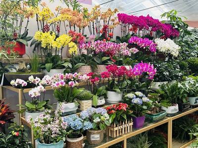 春風有信花為禮 婦女節(jié)濟南鮮花銷售持續(xù)升溫，禮品花卉受熱捧